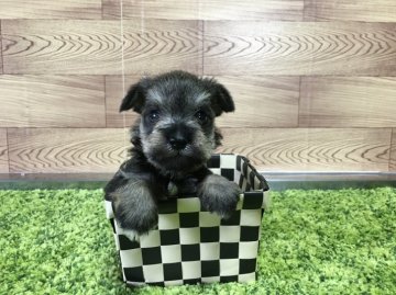 ミニチュアシュナウザー【茨城県・男の子・2016年9月1日・ソルト&ペッパー】の写真「甘えん坊の可愛い男の子です💖」