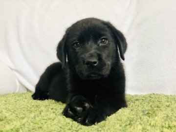ラブラドールレトリバー【茨城県・男の子・2020年4月3日・ブラック】の写真「🍀人懐っこい男の子🍀甘えん坊です✨」