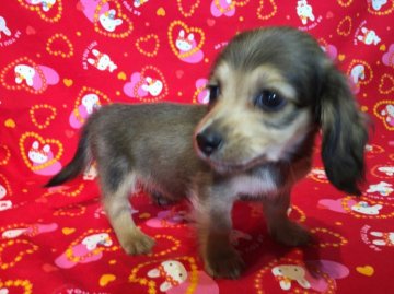 ミニチュアダックスフンド(ロング)【茨城県・男の子・2015年8月28日・レッド】の写真「★ラスト1匹★　●極小サイズ　カニヘンダックス並●」