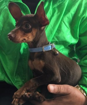 ミニチュアピンシャー【茨城県・男の子・2016年1月22日・チョコレート・タン】の写真「元気な可愛い男の子(^^)1万円値引きしました。」