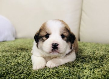 父グレートピレニーズ 母バーニーズマウンテンドック【茨城県・男の子・2020年2月12日・ブラウンホワイト】の写真「🍀バニピレ🍀✨甘えん坊な男の子✨」