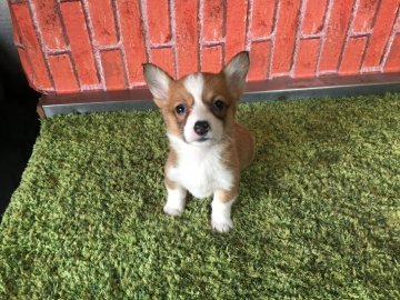 ウェルシュ・コーギー・ペンブローク【茨城県・女の子・2017年12月20日・レッド&ホワイト】の写真「甘えん坊の可愛すぎる女の子✨✨」