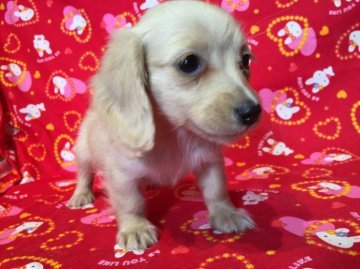 ミニチュアダックスフンド(ロング)【茨城県・女の子・2015年8月28日・クリーム】の写真「★極小☆カニヘンダックス並のサイズです★」