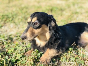 ミニチュアダックスフンド(ロング)【茨城県・男の子・2019年7月19日・ブラックタン】の写真「甘えん坊な男の子♫ 可愛いですよ💕」