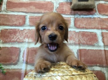 ミニチュアダックスフンド(ロング)【茨城県・女の子・2016年7月22日・ゴールド】の写真「小さいです！可愛いです！完璧です！」