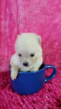 ポメラニアン【茨城県・女の子・2015年8月12日・クリーム】の写真「★茨城・大雨被害に負けないで！キャンペーン価格★」