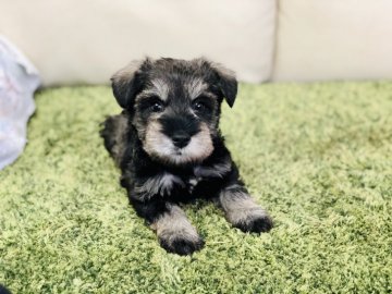 ミニチュアシュナウザー【茨城県・女の子・2019年7月19日・ソルト&ペッパー】の写真「ふわふわもこもこの女の子💕💕」