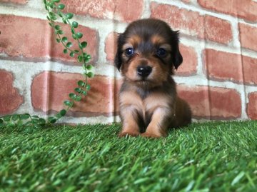 ミニチュアダックスフンド(ロング)【茨城県・女の子・2016年7月22日・シェーデットクリーム】の写真「可愛くて、可愛くて、本当に可愛いです💗」
