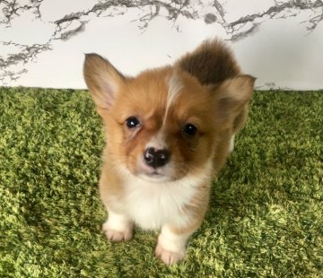 ウェルシュ・コーギー・ペンブローク【茨城県・女の子・2017年12月20日・レッド&ホワイト】の写真「人懐っこい可愛い女の子✨✨」