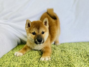 柴犬(豆柴)【茨城県・男の子・2020年7月23日・赤】の写真「🍀甘えん坊で人懐っこい豆柴の男の子🍀」