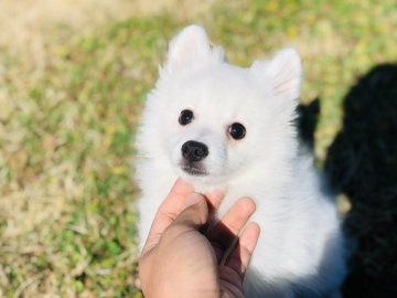 日本スピッツ【茨城県・女の子・2019年11月22日・ホワイト】の写真「甘えん坊で人懐っこい女の子✨」
