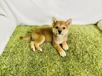 柴犬(豆柴)【茨城県・男の子・2020年7月23日・赤】の写真「人懐っこい性格の男の子💕甘えん坊です✨✨」