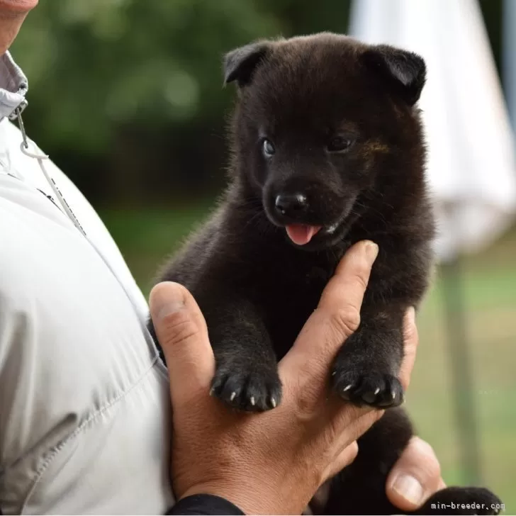 K.N 様のお迎えした子犬