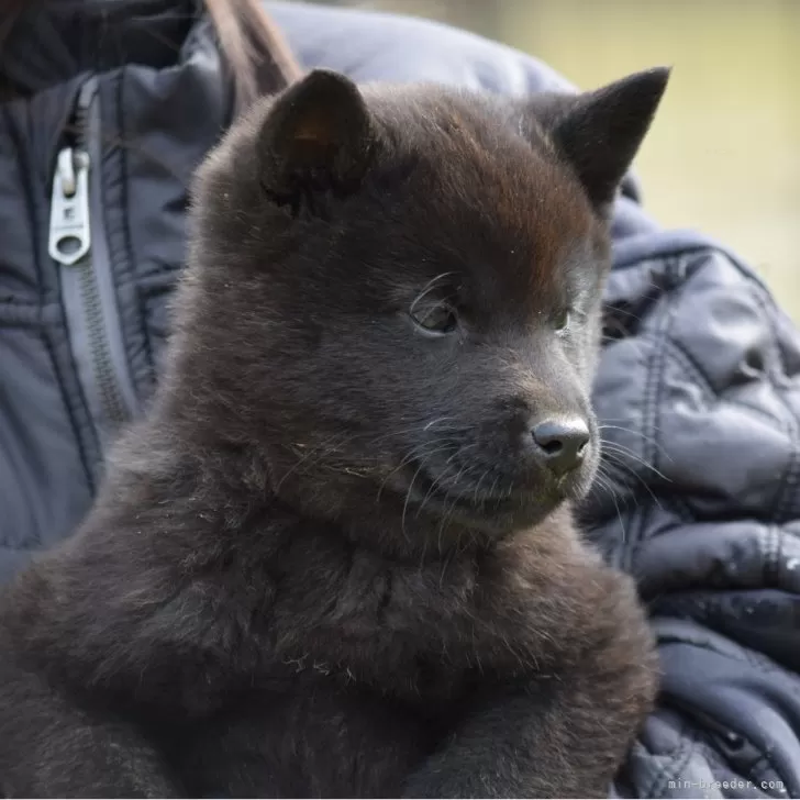 甲斐犬【大阪府・女の子・2025年12月5日・黒虎毛】の写真1