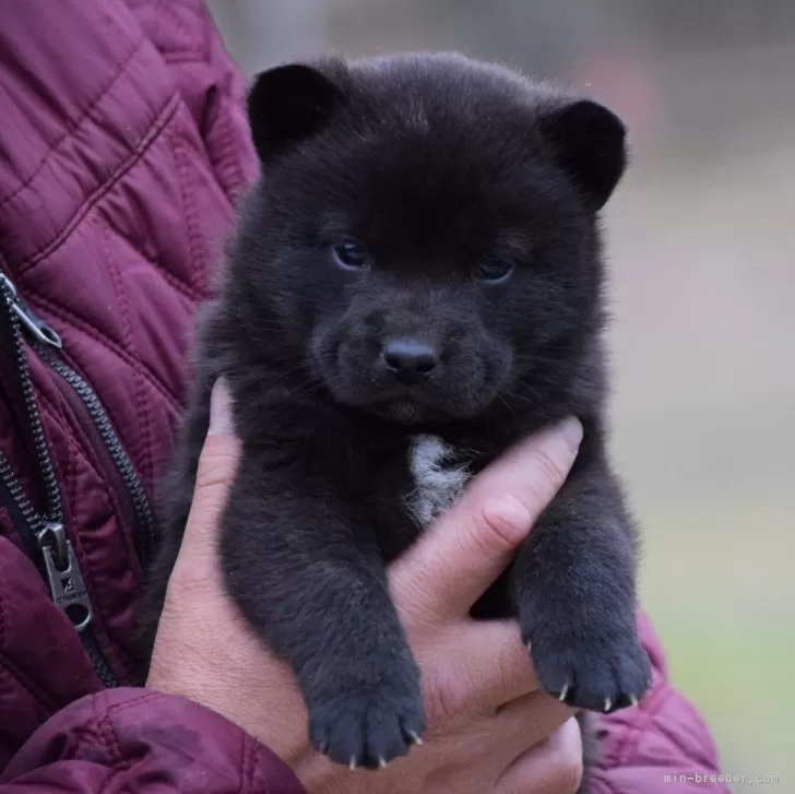 ID：2502-03203の子犬