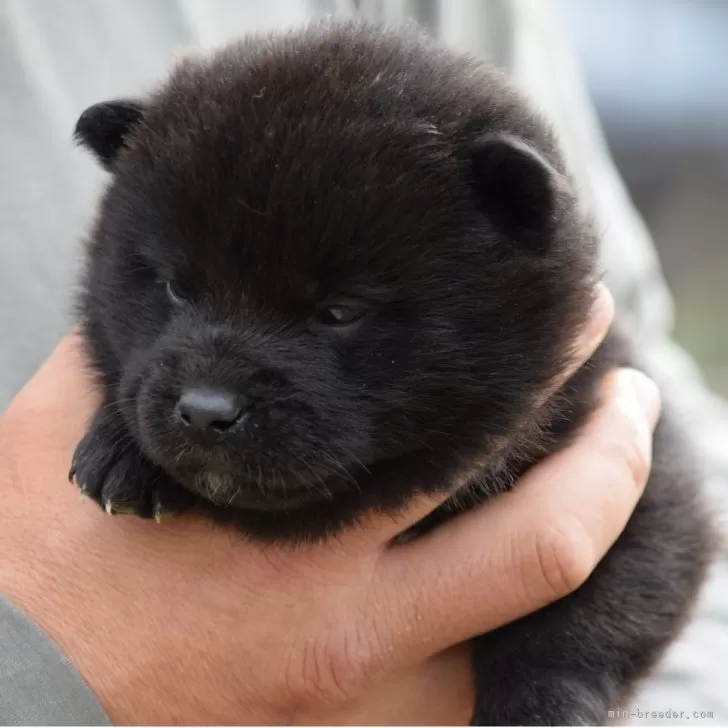 甲斐犬【大阪府・女の子・2025年12月5日・黒虎毛】の写真1