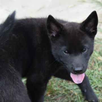 甲斐犬【大阪府・男の子・2025年7月12日・黒虎毛】の写真「良血統の甲斐犬男の子☆」