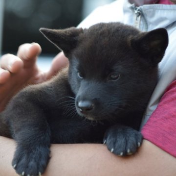 甲斐犬【大阪府・男の子・2025年8月14日・黒虎毛】の写真「良血統の甲斐犬男の子☆」