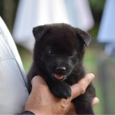 甲斐犬