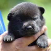 甲斐犬