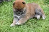 柴犬(標準サイズ)【大阪府・男の子・2025年2月16日・赤】の写真3