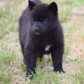甲斐犬【大阪府・男の子・2025年3月20日・黒虎毛】の写真6