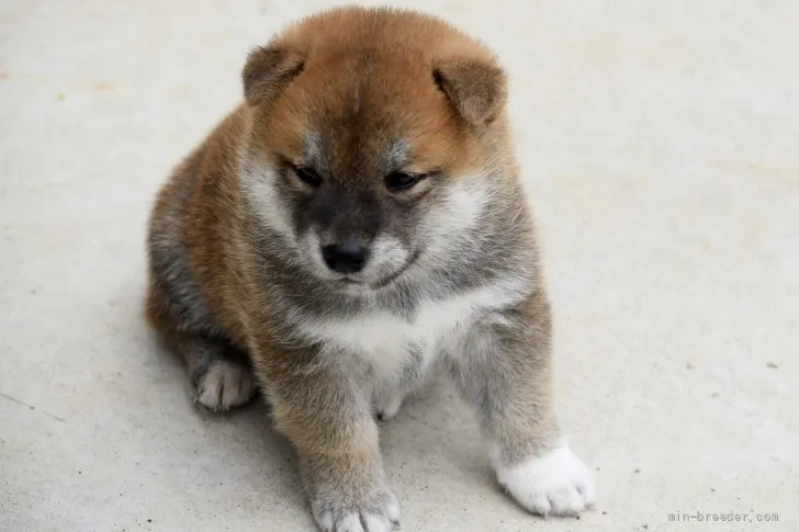 ID：2107-01264の子犬