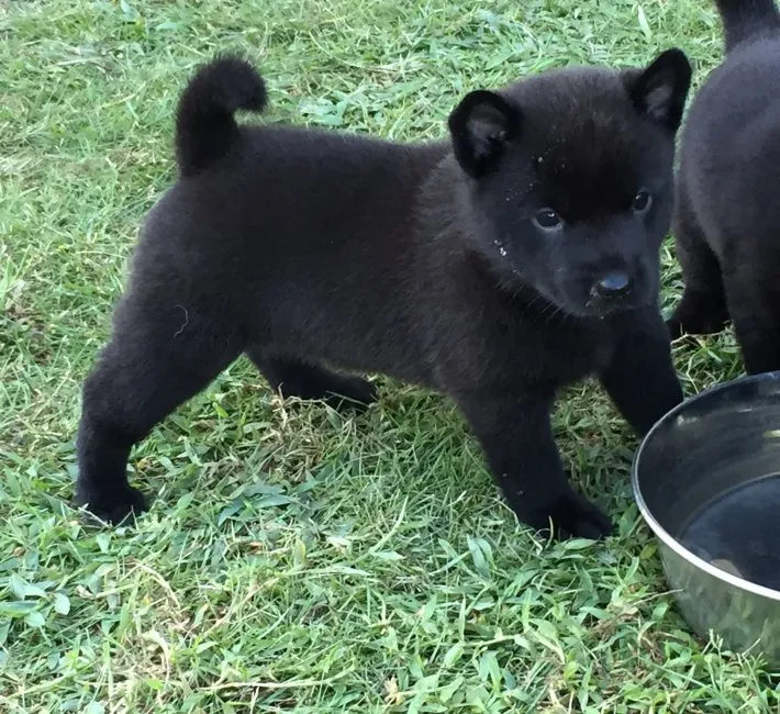 ID:1608-01940の子犬