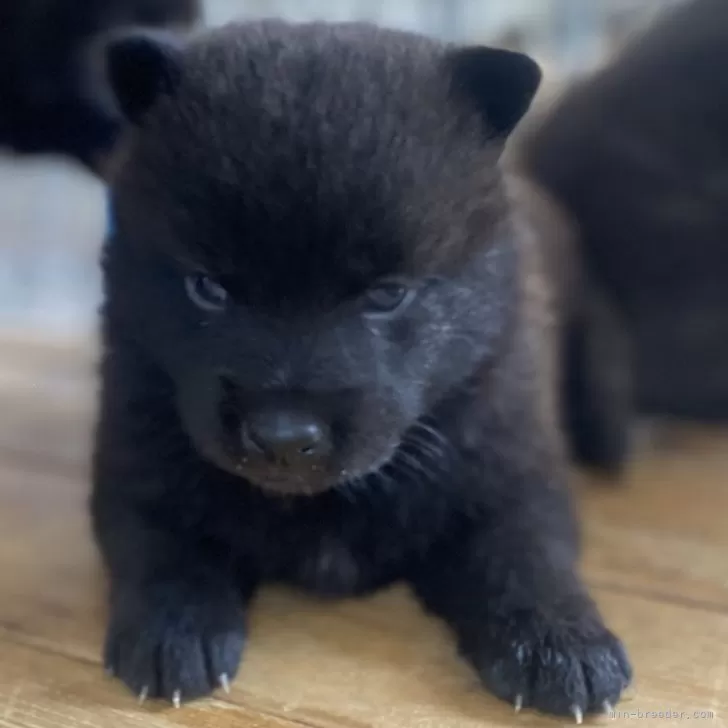 ID:2408-01189の子犬