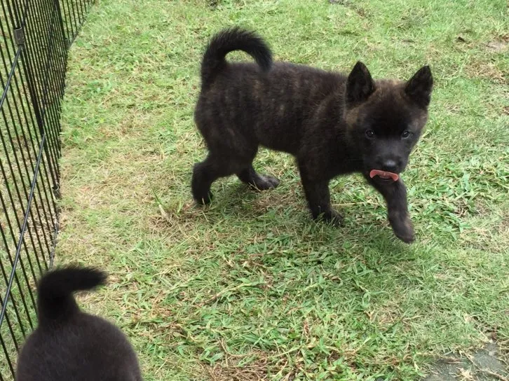 ID：1609-02124の子犬