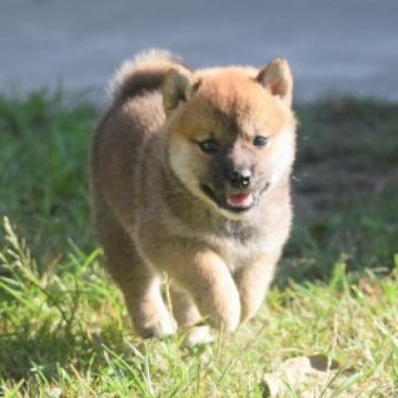 柴犬(標準サイズ)【大阪府・女の子・2023年7月24日・赤】の写真「可愛い柴犬女の子♡」