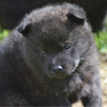 甲斐犬【大阪府・男の子・2024年2月11日・中虎毛】の写真「良血統の甲斐犬男の子！」