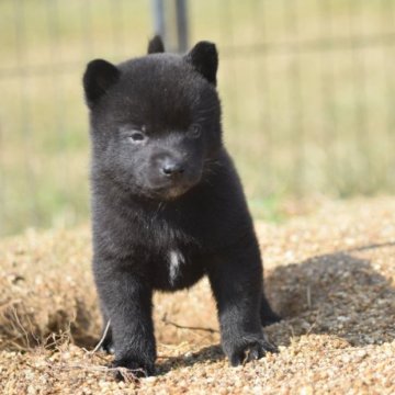 甲斐犬【大阪府・男の子・2023年9月12日・黒虎毛】の写真「良血統の甲斐犬男の子！」