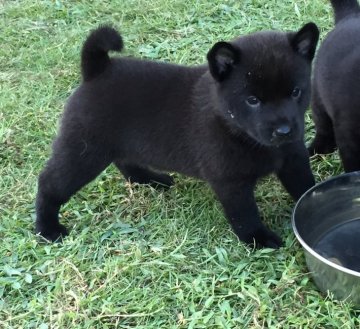 甲斐犬【大阪府・女の子・2016年7月24日・黒虎毛】の写真「甲斐犬仔犬」