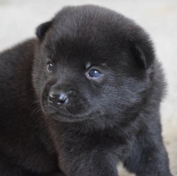 甲斐犬【大阪府・女の子・2024年5月24日・黒虎毛】の写真「良血統の甲斐犬女の子！」