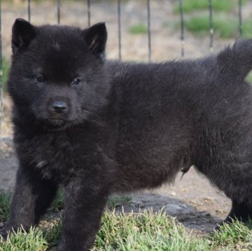 甲斐犬【大阪府・男の子・2023年12月16日・黒虎毛】の写真「良血統の甲斐犬男の子！」