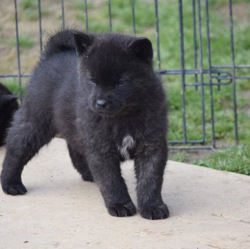 甲斐犬【大阪府・男の子・2023年12月16日・黒虎毛】の写真「良血統の甲斐犬男の子！」