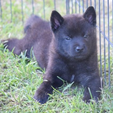 甲斐犬【大阪府・女の子・2023年7月1日・黒虎毛】の写真「父犬が総合優勝犬！優良血統！！」