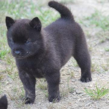 甲斐犬【大阪府・男の子・2022年7月18日・黒虎毛】の写真「超優良血統の甲斐犬仔犬」
