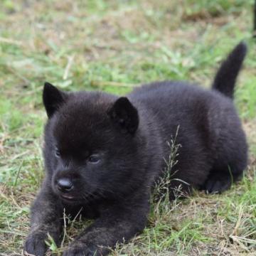 甲斐犬【大阪府・女の子・2022年9月7日・黒虎毛】の写真「優良血統の甲斐犬仔犬」