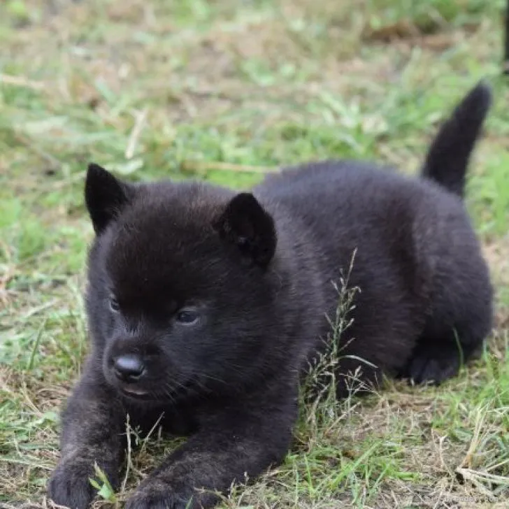 ID：2210-01628の子犬