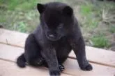 甲斐犬【大阪府・男の子・2022年9月7日・黒虎毛】の写真2