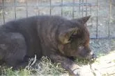 甲斐犬【大阪府・男の子・2022年9月7日・黒虎毛】の写真3