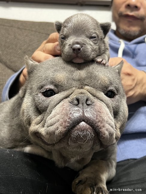 濱西　啓介(はまにし　けいすけ)ブリーダー(大阪府・アメリカンブリーなど・日本社会福祉愛犬協会登録)の紹介写真3