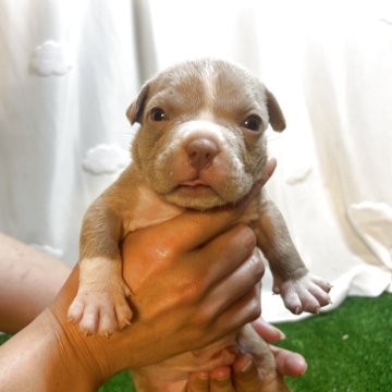 アメリカンブリー【大阪府・男の子・2025年9月15日・ライラック&ホワイト】の写真「人気のライラック🔥凄く綺麗🔥」