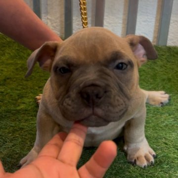 アメリカンブリー【大阪府・男の子・2024年12月12日・フォーン】の写真「両親、超有名なエキゾチックブリー血統🔥ぜひ！」