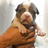 アメリカンブリー