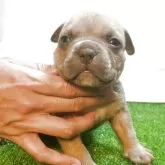 アメリカンブリー