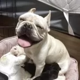 フレンチブルドッグ【大阪府・女の子・2025年9月8日・クリーム】の写真3「お母さん」