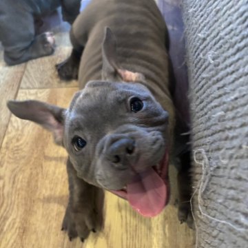 アメリカンブリー【大阪府・女の子・2024年1月12日・ブルー】の写真「足の短いシワシワの女の子」